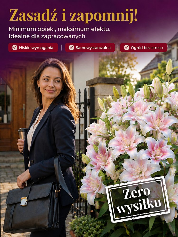 Cebulki lilii plamistej o intensywnym zapachu do eleganckiego ogrodu
