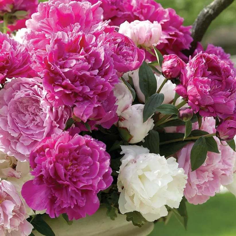 🌺Piękne mieszane nasiona piwonii
