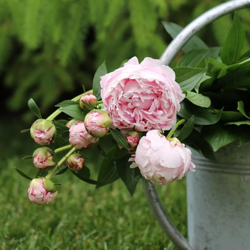 🌺Piękne mieszane nasiona piwonii