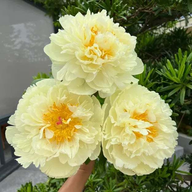 🌺Piękne mieszane nasiona piwonii