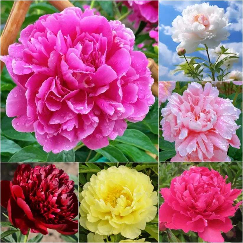 🌺Piękne mieszane nasiona piwonii