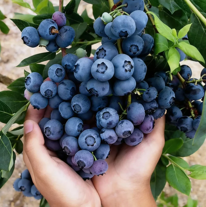 🍃 Seria Heirloom Manor: Zestaw 13 wybranych nasion owoców (bez GMO) 🌳 – Najlepiej sprzedający się produkt