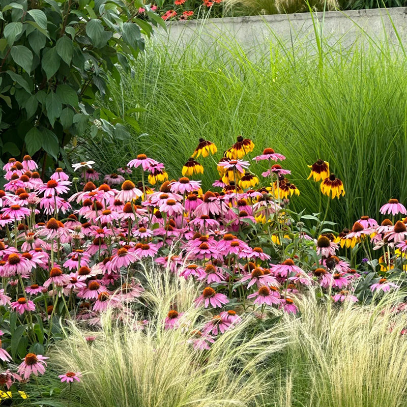 Nasiona jeżówki (Echinacea)