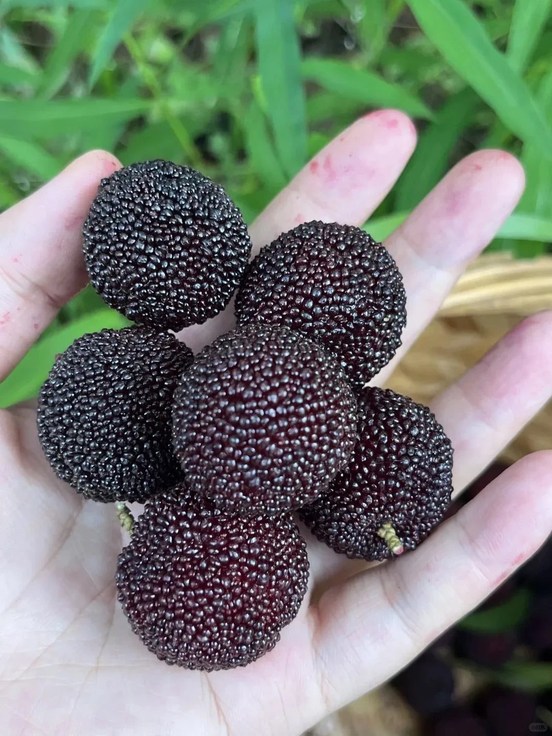 Olbrzymia jagoda laurowa：Wielkość piłeczki do ping-ponga, ⭐Smak połączenia truskawek i wiśni