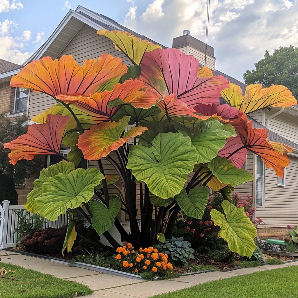 🌿Fascynujący gigantyczny kaladium🌈
