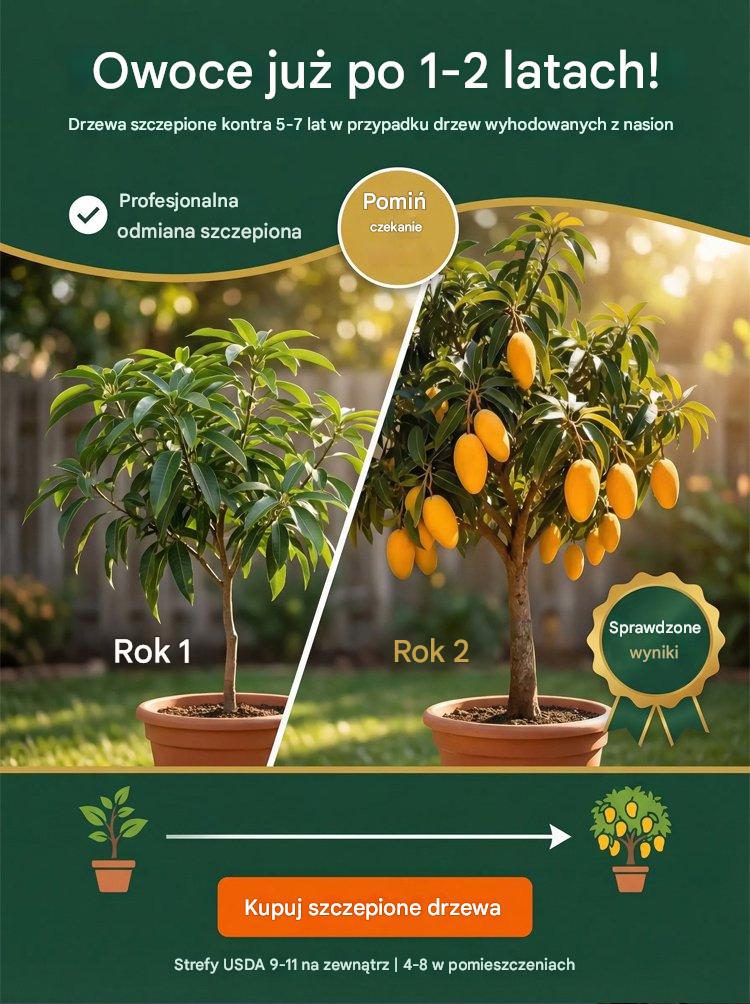 [1-2 lata wyników] Karłowe szczepione sadzonki mango bez GMO