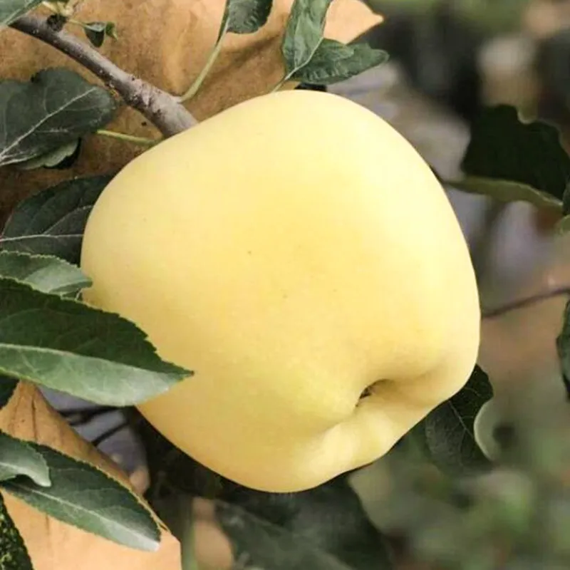 Nasiona Złotego Jabłka, wskaźnik przeżywalności 90%