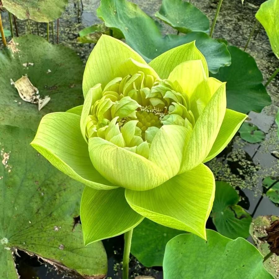 💐Święta misa do bonsai - kwiat lotosu