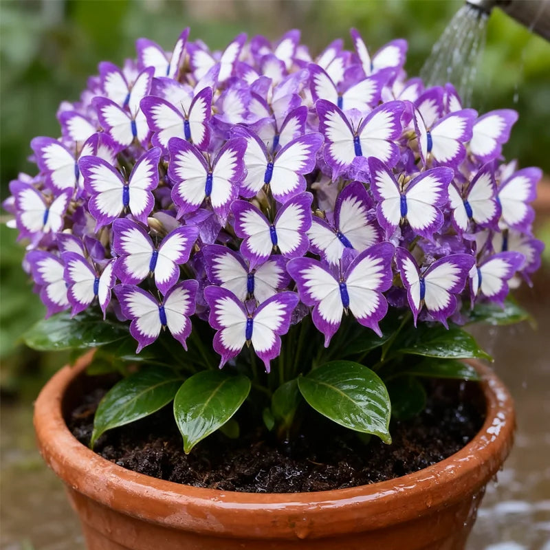 🦋🌈 Fantazyjne cebulki motyli – eksplozja koloru w każdym płatku! 🌸
