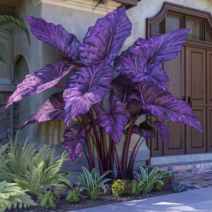 Olbrzymie cebule alokazji🍃Odmień swoją przestrzeń dzięki tropikalnemu majestatowi