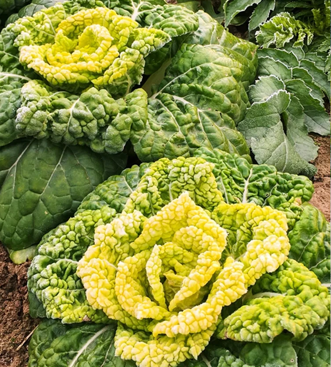 Nasiona Brassica Narinosa (WuTat Choy)