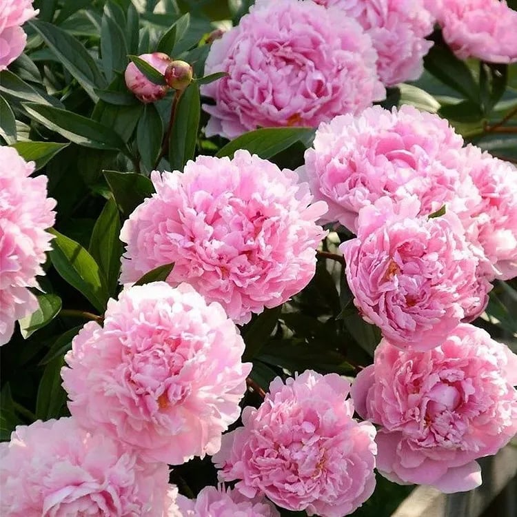 🔥OSTATNI DZIEŃ 45% ZNIŻKI🌺KRÓLOWA KWIATÓW — PODWÓJNE PIANI