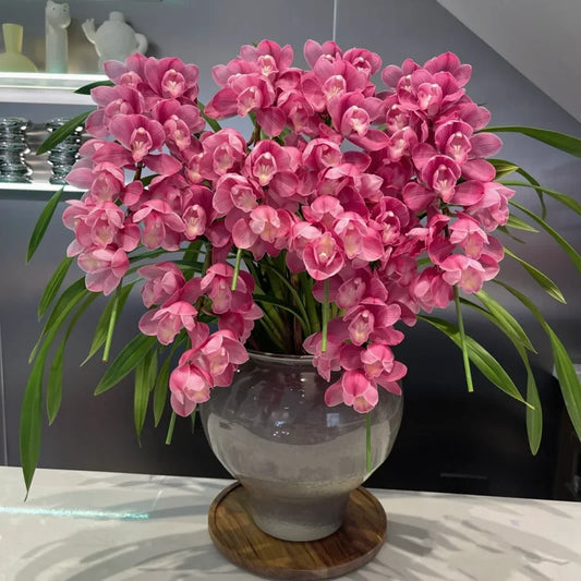 👑 Królowa Orchidei – Długowieczne Cebule Cymbidium