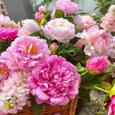 🌺Piękne mieszane nasiona piwonii