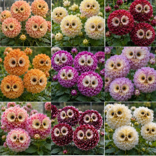 ✨ Magiczne rośliny 🦉 Poznaj cebulki dalii sowiookiej
