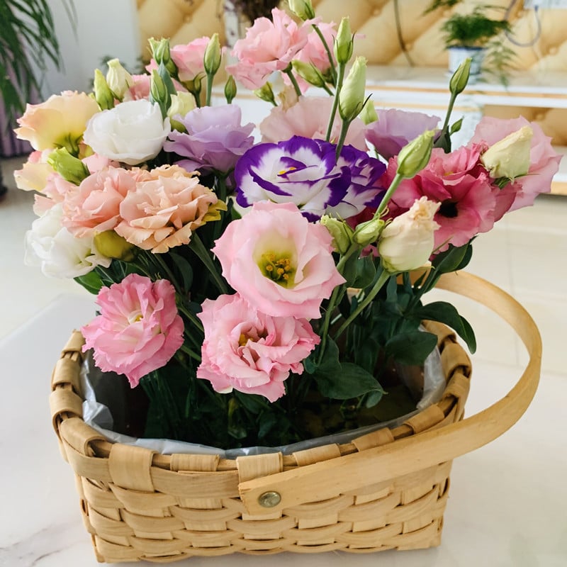 🔥Ostatni dzień wyprzedaży💝Eustoma Thornless Rose💐Lisianthus Seeds