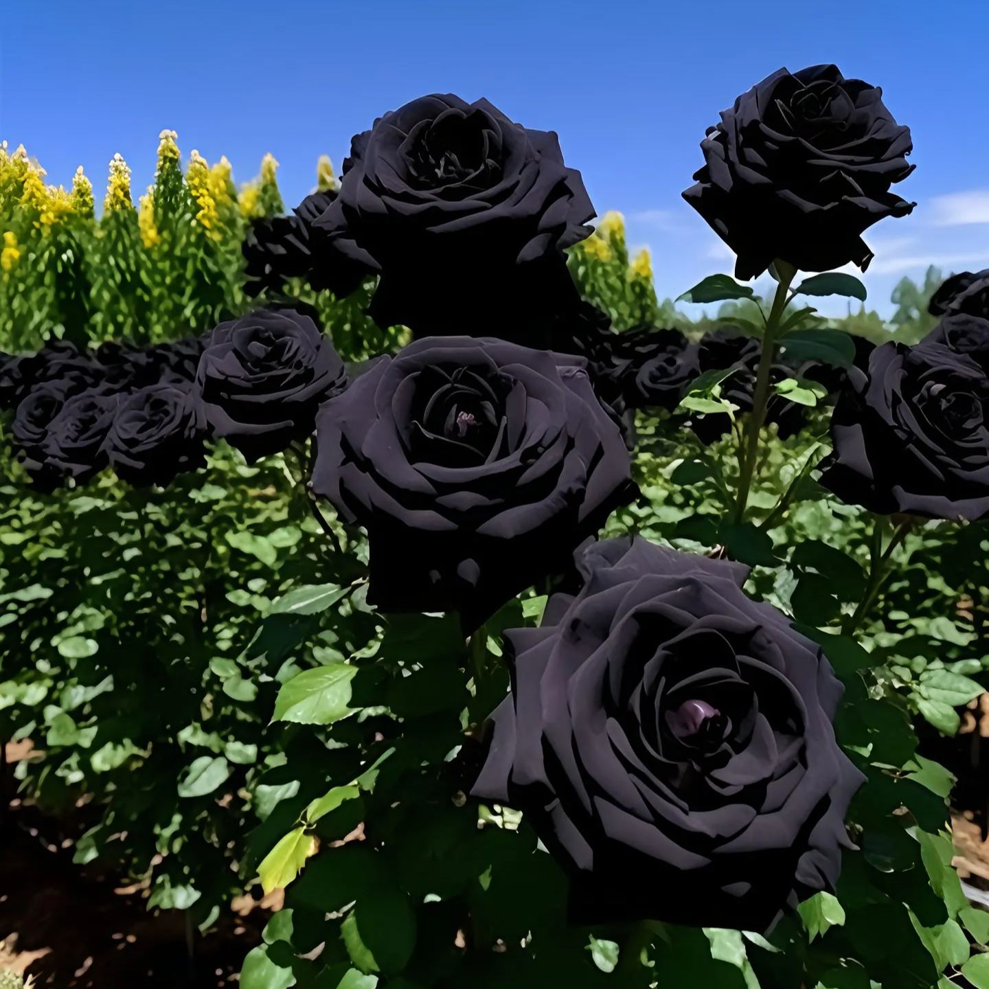 Nasiona Black Knight Velvet Rose🖤