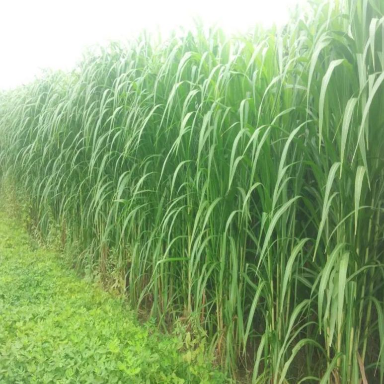 🌿Hybrydowa odmiana sorgo-trawa sudańska✅Wysokopudowne nasiona paszowe