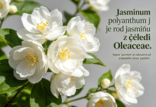Podwójne nasiona jaśminu