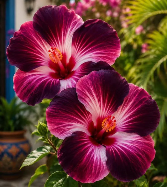 Rzadkie cebule hibiskusa – doniczkowe, balkonowe, zimowe sadzenie