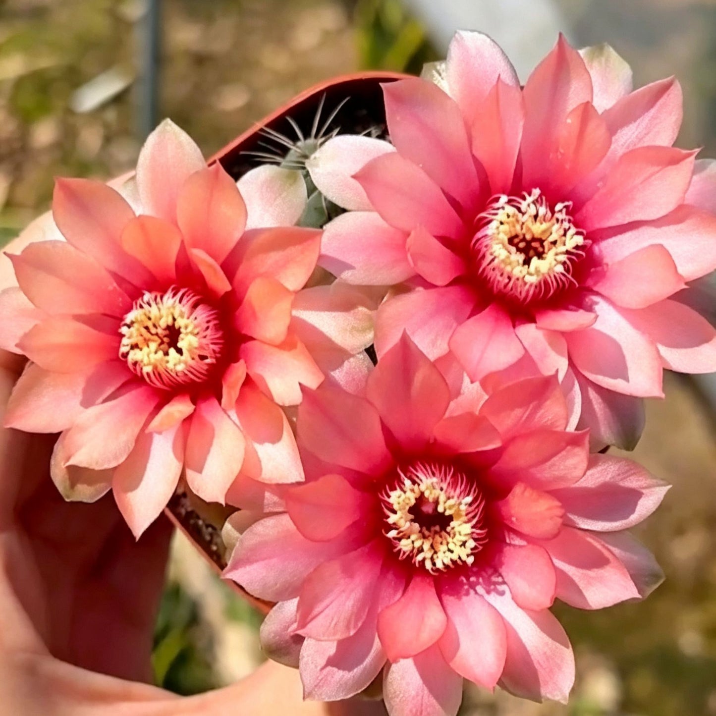 🌵 Poznaj swojego nowego najlepszego przyjaciela – kaktusa Gymnocalycium baldianum! 💕