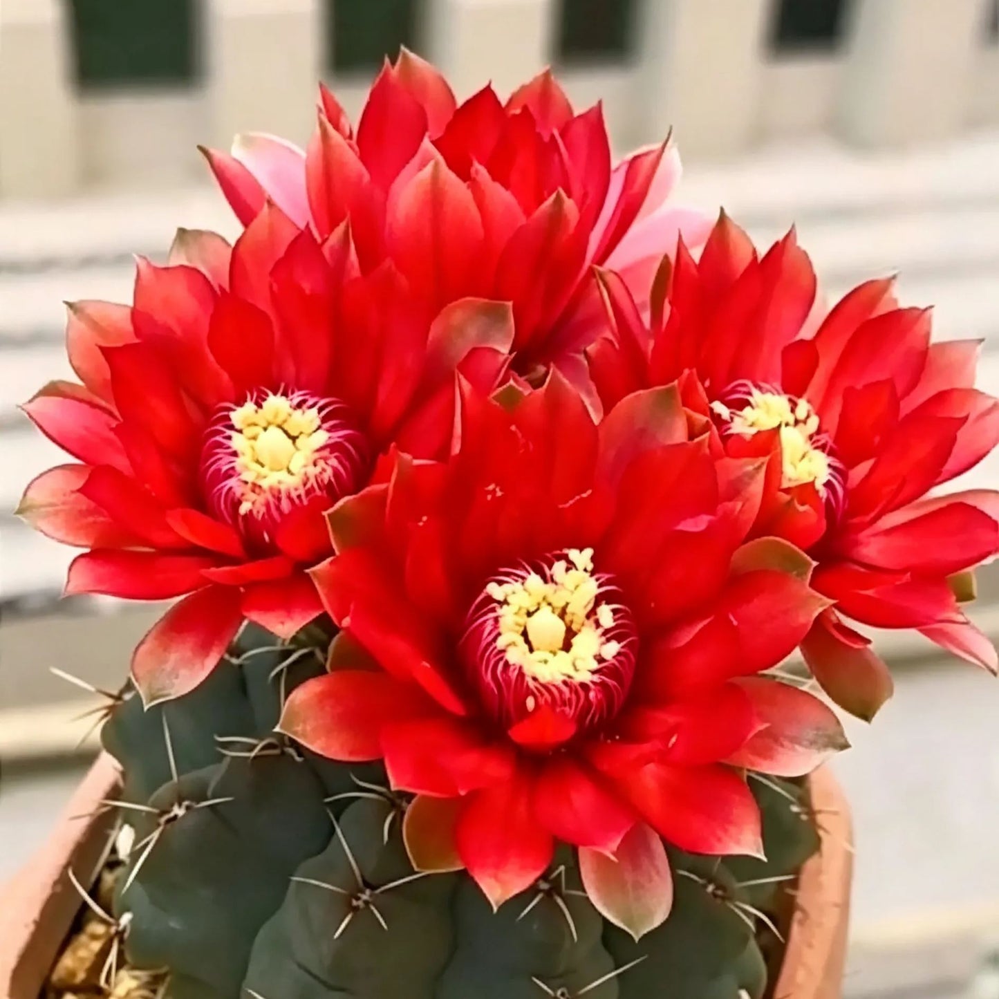 🌵 Poznaj swojego nowego najlepszego przyjaciela – kaktusa Gymnocalycium baldianum! 💕