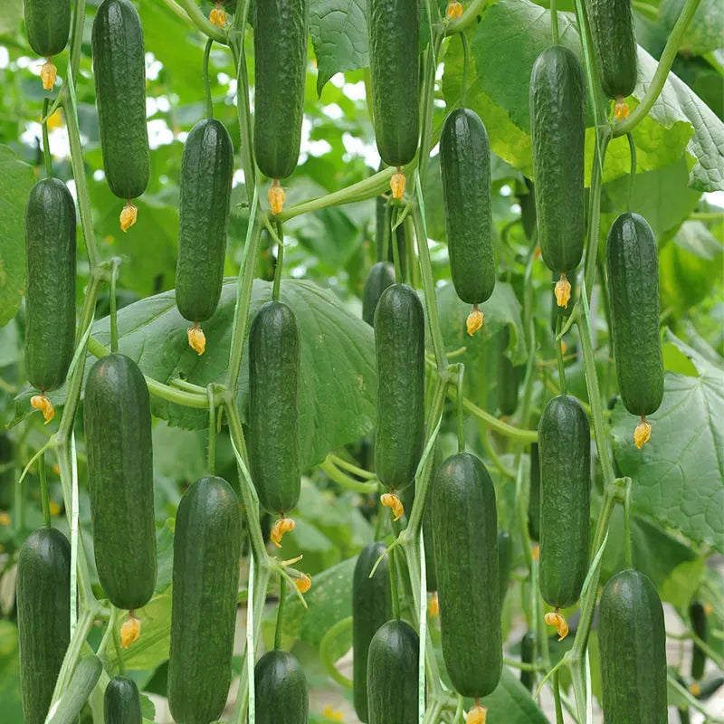 Nasiona ogórka F1 Superfruit Cluster o wysokiej wydajności