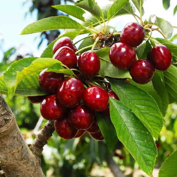 🌿Ekstra duże nasiona wiśni Gomahali🍒