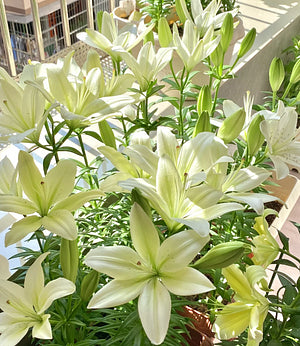 🌺Perfumowane cebulki lilii – świeże i słodkie