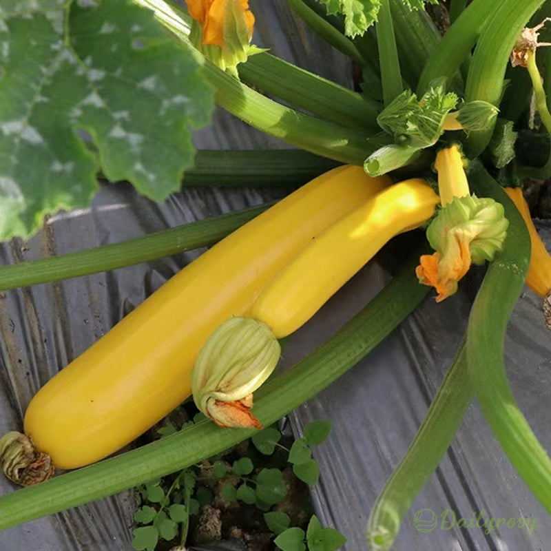 Bananowa cukinia - Złota cukinia🌿Można uprawiać przez cały rok