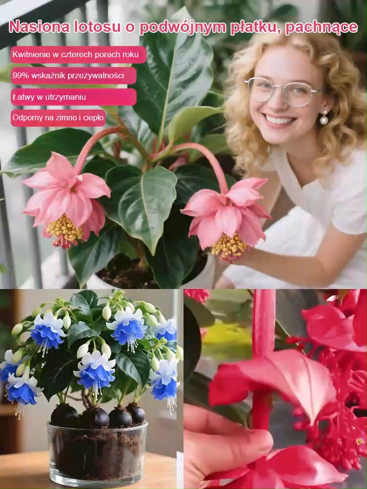 Podwójnie kwitnące, intensywnie pachnące nasiona Baolianhua