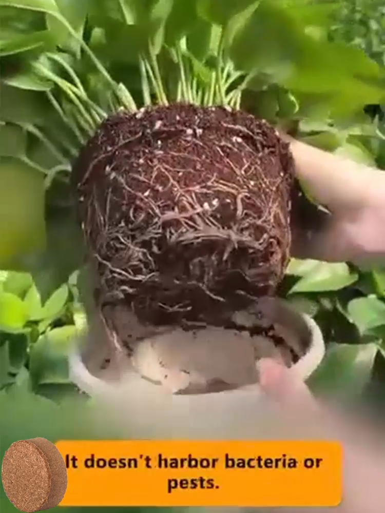 Dziesięcioletnia ziemia odżywcza z włókna kokosowego bez potrzeby nawożenia